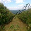 Gazdinstvo Ilić
