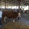5. poljoprivredni sajam Kruševac